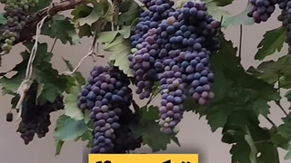 تفاوت مویز ترکمن 4وبلک سیدلس نهال باما