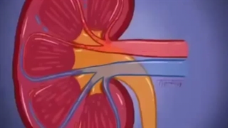 تصفیه خون توسط کلیه