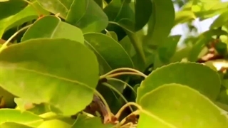 درخت گلابی بیروتی