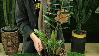 روش نگهداری گیاه زاموفیلیا (5 نکته طلایی) گلخانه سانا گل