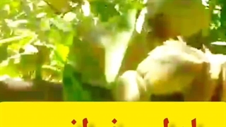 راهنمای خرید بادام فرانسیس