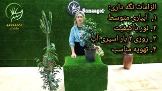 روش نگهداری گیاه بنجامین بلک | سانا گل