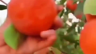 باردهی نهال خرمالو سیبی