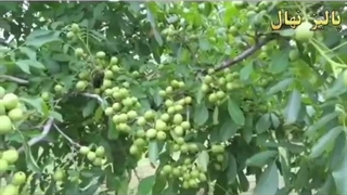 باردهی نهال گردو ژنوتیب تیب 9 پالیز