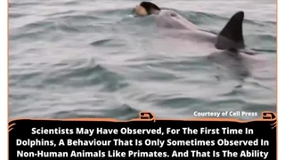 Dolphin Discovery: Peer-Taught Prey Trapping