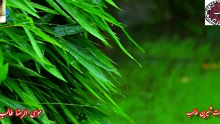 دکلمه شعر عاشقانه ی بازی عاشقانه(بازی بلا) از اشعار کمان ابرو در دیوان عشق استاد غزل موسی الرضا طایفی اردبیلی(طالب)