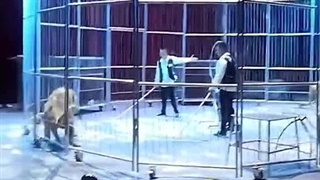 خروج شیرهای یک سیرک از قفس نمایش و فرار تماشاگران