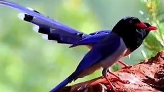 سوره تکویر آفرینش زیبایی ها