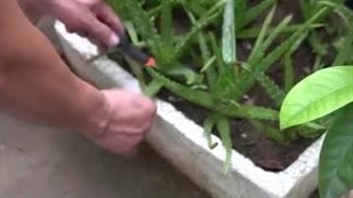 ویدیوی آموزش کاشت آنتوریوم